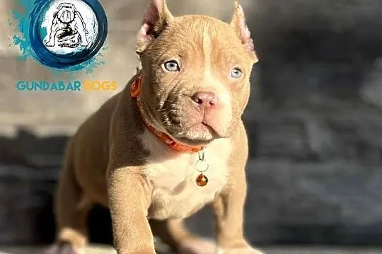 American Bully ABKC pies