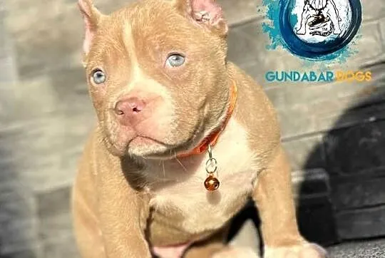 American Bully ABKC pies, Wielkopolskie, Koło