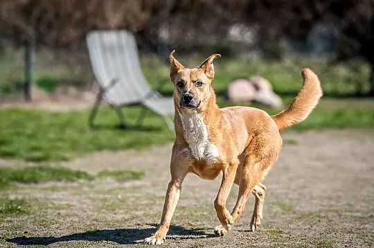 Przysłuchuję się uważnie, dasz mi domek? Tak poważnie? - Lorka, Małopolskie, Kraków