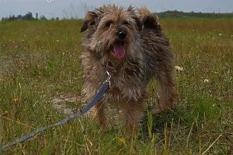 Maleńki kilkukoligramowe psiaki - Pinia i Brutusek