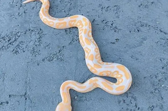 Albino Black Pastel samiec Pyton Królewski, Mazowieckie, Warszawa