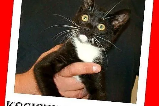 Trójłapka,2mies. kociczka czarna z białym,odrobaczona.ADOPCJA,  śląskie Katowice