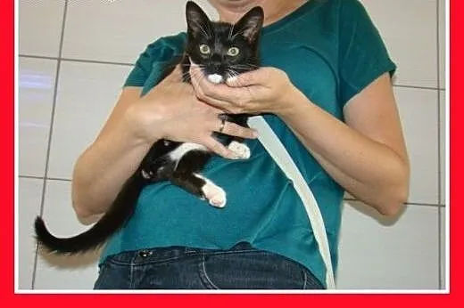 Trójłapka,2mies. kociczka czarna z białym,odrobacz
