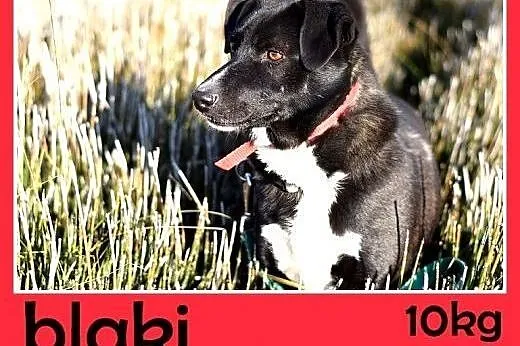 Tęskni za człowiekiem,mały 10kg,łagodny,jamnikowaty piesek BLAKI.Adopcja,  małopolskie Kraków