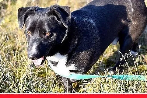 Tęskni za człowiekiem,mały 10kg,łagodny,jamnikowat
