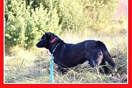 Tęskni za człowiekiem,mały 10kg,łagodny,jamnikowat