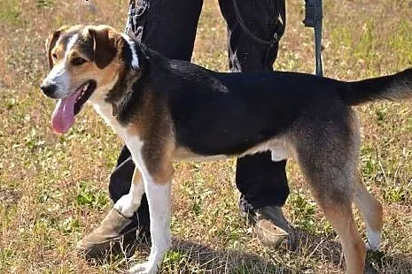 Z noskiem wciśniętym między kraty czeka tracąc nad