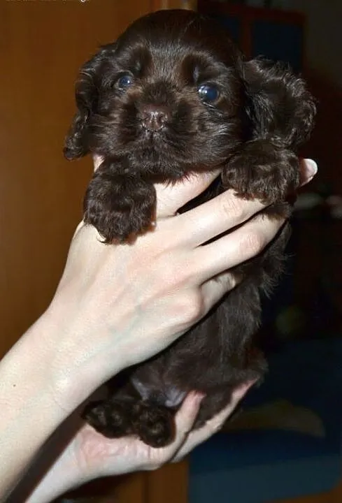 Cocker Spaniel Аmerykański ( FCI) - czek