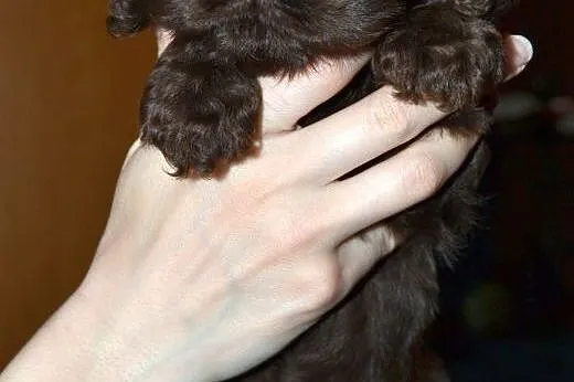 Cocker Spaniel &#1040;merykański ( FCI) - czek