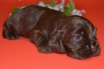 Cocker Spaniel &#1040;merykański ( FCI) - czek