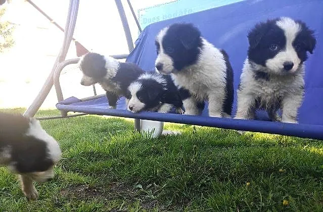 Border collie szczeniaki z rodowodem, Łódzkie, Błaszki