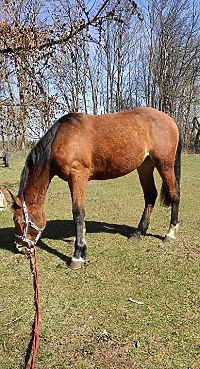 Begonia, typ szlachetny, , Kuźnica