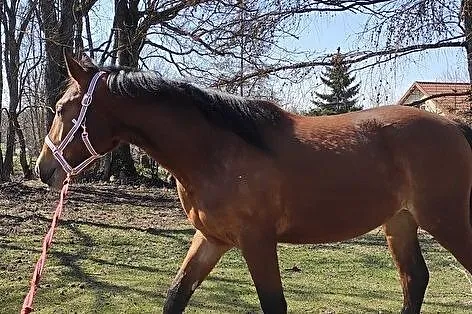 Begonia, typ szlachetny, , Kuźnica
