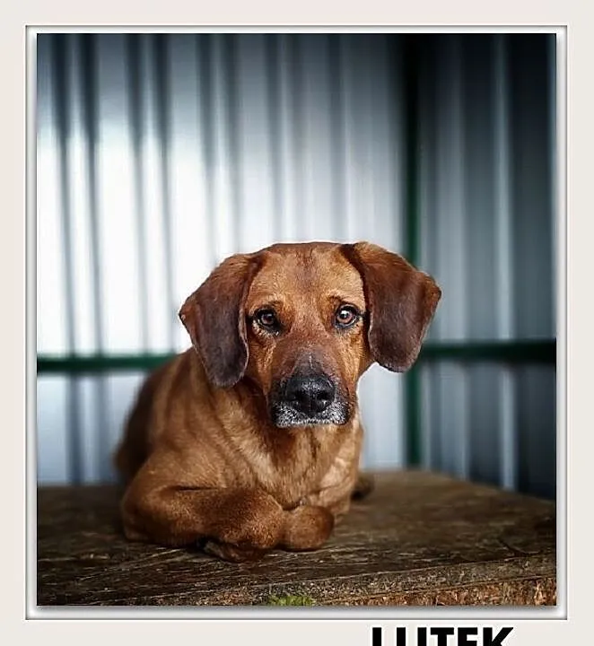 LUTEK,średni,przyjazny,nieśmiały,szczepiony piesek.ADOPCJA, Mazowieckie, Warszawa
