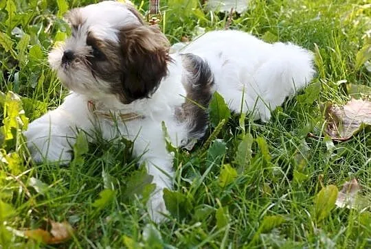 Szczenięta shih tzu Spikr Petrus FOK,WDF,IKU, Szczecin