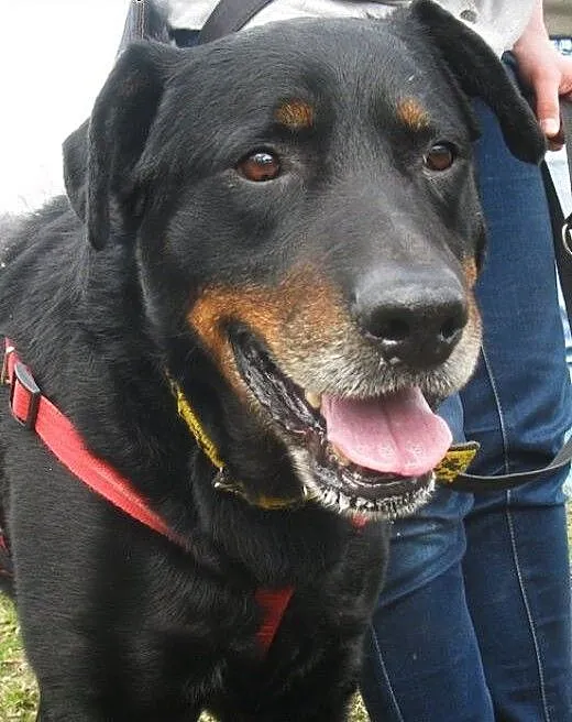 Przyjacielski Velvet mieszaniec rottweilera, doln
