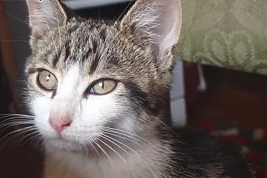 Lola- przepiękna kotka szuka domu, łódzkie Skierniewice