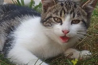 Lola- przepiękna kotka szuka domu,  łódzkie Skiern