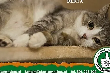 Berta. Fundacja Stawiamy Na Łapy,  małopolskie Kra