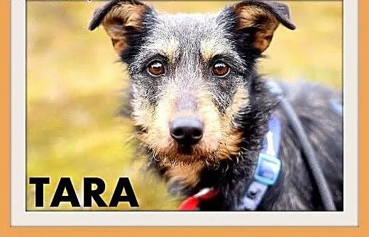 TARA-terier mix,łagodna,spokojna suczka.ADOPCJA,