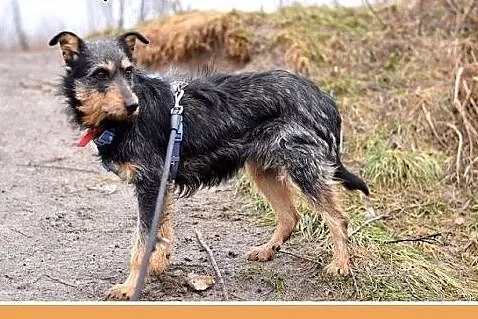 TARA-terier mix,łagodna,spokojna suczka.ADOPCJA,  