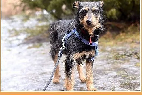 TARA-terier mix,łagodna,spokojna suczka.ADOPCJA,  