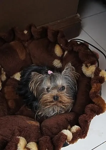 Yorkshire Terrier, York, Yorki