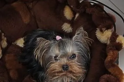 Yorkshire Terrier, York, Yorki