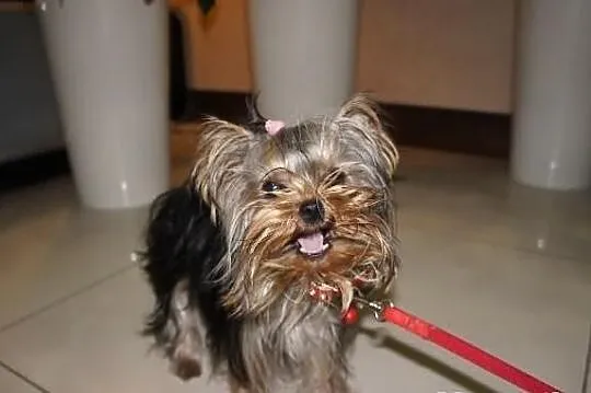 Yorkshire Terrier, York, Yorki