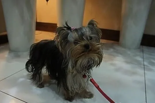 Yorkshire Terrier, York, Yorki