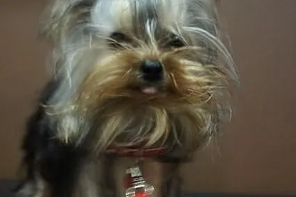 Yorkshire Terrier, York, Yorki