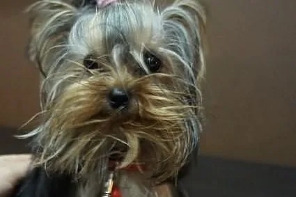 Yorkshire Terrier, York, Yorki