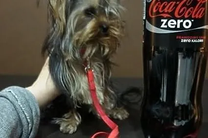 Yorkshire Terrier, York, Yorki