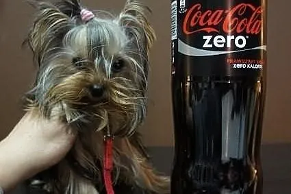 Yorkshire Terrier, York, Yorki