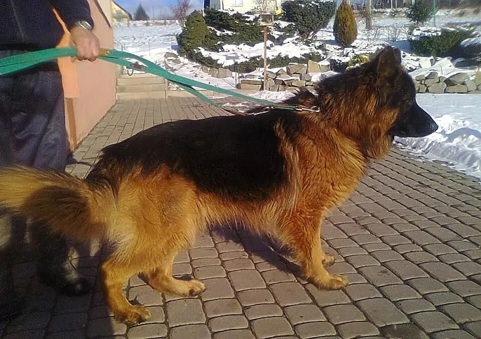 Owczarek Niemiecki Długowłosy 15 miesięczny