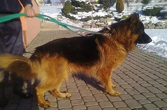 Owczarek Niemiecki Długowłosy 15 miesięczny