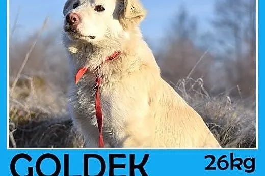 Żle znosi schronisko,łagodny,średni pies GOLDEK.Pilny dom,  małopolskie Kraków