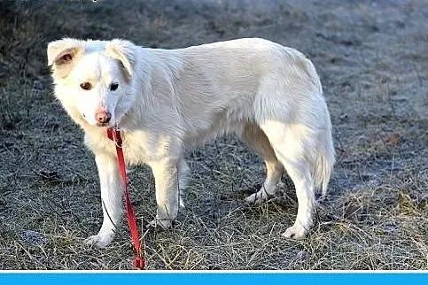 Żle znosi schronisko,łagodny,średni pies GOLDEK.Pi