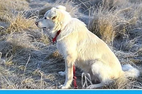 Żle znosi schronisko,łagodny,średni pies GOLDEK.Pi