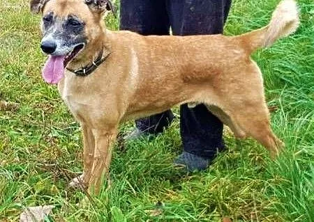 FIGO - od 4 lat siedzi w schronisku, błagamy o dom dla niego!, łódzkie Łódź, Łódzkie, Łódź
