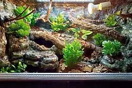Terrarium tropikalne dla gekon 60x40x40