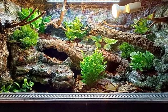 Terrarium tropikalne dla gekon 60x40x40, Wielkopolskie, Ostrów Wielkopolski