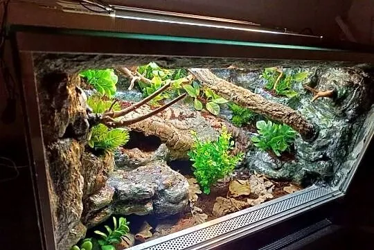 Terrarium tropikalne dla gekon 60x40x40, Wielkopolskie, Ostrów Wielkopolski
