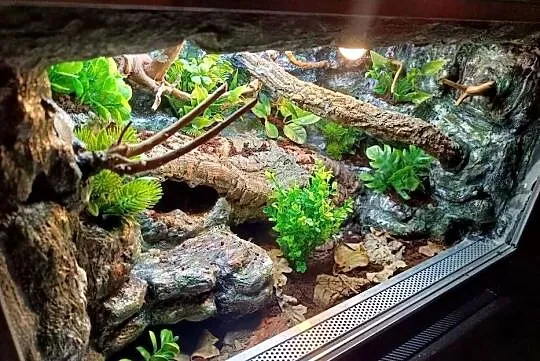 Terrarium tropikalne dla gekon 60x40x40, Wielkopolskie, Ostrów Wielkopolski