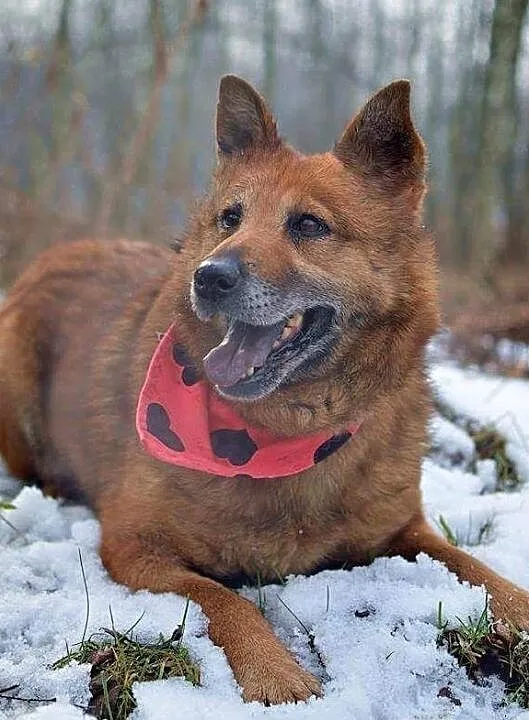 Freja, Śląskie, Gliwice