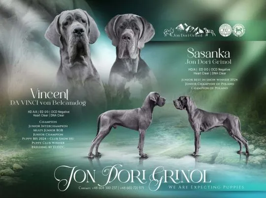 Szczenięta Dog Niemiecki Błękitny FCI, Jon Dori Grinol, , Grywałd