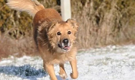 Teddy odda Ci serce i całego siebie, świętokrzysk