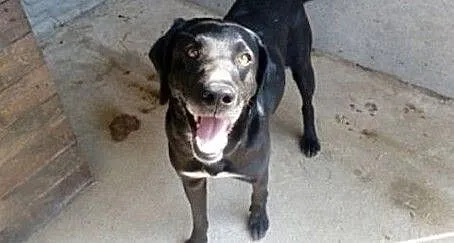 Piękny pies w typie labradora do adopcji, , Rybowo