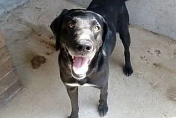 Piękny pies w typie labradora do adopcji, , Rybowo