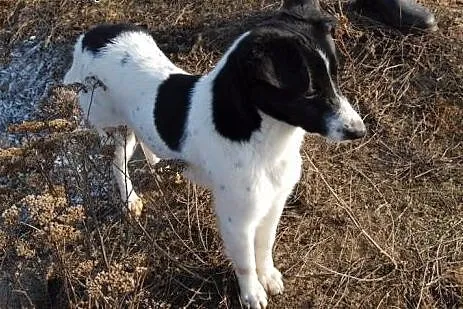 Łatek, który bardzo źle znosi pobyt w przytulisku,